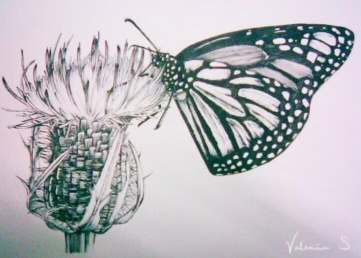 Butterfly and Thistle, Markers on Paper (Singapore, 2011)