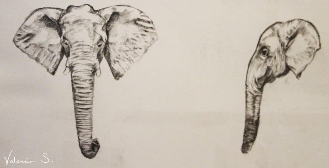 Study Sketch on Elephants (Singapore, 2011)